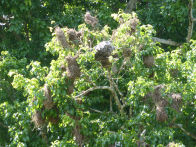 Uacari Lodge – large fruit, birds nests and wasp nest