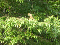 Uacari Lodge – squirel monkeys ***