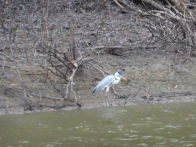 Uacari Lodge – heron (blue head)