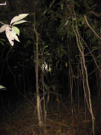 Uacari Lodge – snake in tree at night