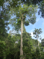 Uacari Lodge – tree