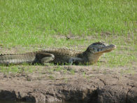 Uacari Lodge – caiman ***