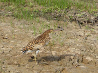 Uacari Lodge – juvenile tiger heron