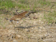 Uacari Lodge – juvenile tiger heron **