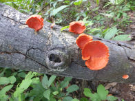 Uacari Lodge – wood fungi