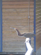 Uacari Lodge – Tiger Heron taking off