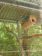 Tropical Resort Manaus Zoo – macaw