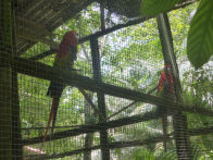 Tropical Resort Manaus Zoo – macaw