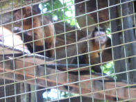 Tropical Resort Manaus Zoo – monkeys