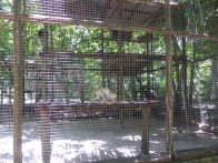 Tropical Resort Manaus Zoo – monkeys