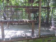 Tropical Resort Manaus Zoo – monkeys