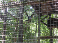 Tropical Resort Manaus Zoo – spider monkeys