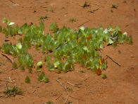 Mato Groso savanah – waterfall2 + butterflies that look like leaves