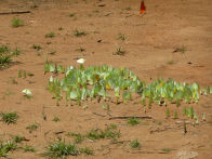 Mato Groso savanah – waterfall2 + butterflies that look like leaves