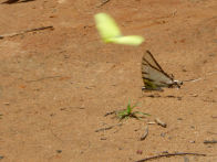 Mato Groso savanah – waterfall2 + butterflies that look like leaves