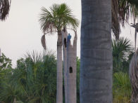 Mato Groso savanah – lake with blue an yellow macaws