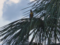 Mato Groso savanah – lake with blue an yellow macaws