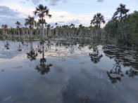 Mato Groso savanah – lake with blue an yellow macaws