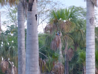 Mato Groso savanah – lake with blue an yellow macaws