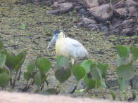 Pantanel – capped heron