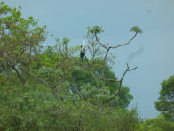 Pantanel – capped heron