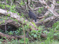 Pantanel – black hawk with iguana