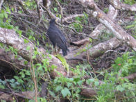 Pantanel – black hawk with iguana