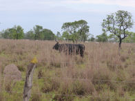 Pantanel – long horn cow