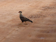 Pantanel – southern crested curacura hawk