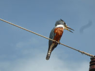 Pantanel – ringed kingfisher ***