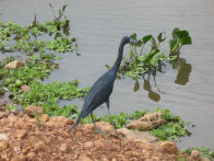 Pantanel – little blue heron