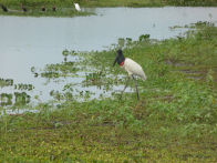 Pantanel – Jabiru