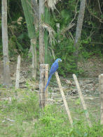 Pantanel – hyacinth macaw