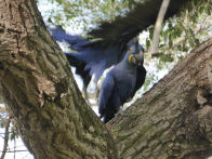 Pantanel – hyacinth macaw