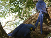 Pantanel – hyacinth macaw