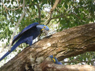 Pantanel – hyacinth macaw