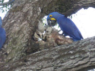 Pantanel – hyacinth macaw