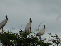 Pantanel – wood storks on nest