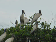 Pantanel – wood storks on nest