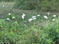 Pantanel – lots of jabiru and ibis