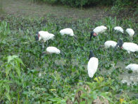 Pantanel – lots of jabiru and ibis