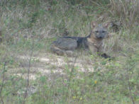 Pantanel – crab eating fox