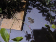 Pantanel – frog at our lodge after our dinner