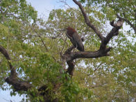 Pantanel – tiger heron