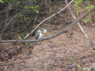 Pantanel – kingfisher with fish he caught