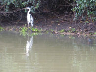 Pantanel – capped heron