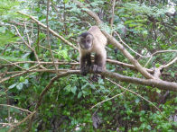 Pantanel – capucin monkey at our lodge