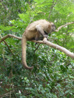 Pantanel – capucin monkey at our lodge