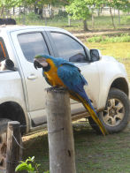 Pantanel – blue and yellow macaw next to breakfast