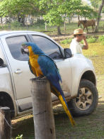 Pantanel – blue and yellow macaw next to breakfast